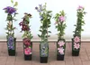 Clematis vitalba, Waldrebe, 40–60 cm, schnellwachsend Produktbild-Vorschau 1