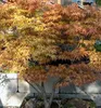Fächerahorn ´KATSURA´ 90-110 cm, Cont. 3 l Produktbild-Vorschau 1