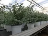 2x XL Eucalyptus Gunni Gunnii Arbusto di eucalipto 35-50 Anteprima dell’immagine prodotto 5