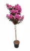 Lagerstroemia 'Rhapsodie in Pink' - Stämmchen - 140–150 cm Produktbild-Vorschau 1