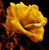 100 pièces Golden Rose graines de fleurs de croissance Voir les images du produit 1