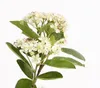 Dehner Schwarze Apfelbeere Nero, Aronia melanocarpa, ca. Produktbild-Vorschau 4
