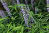 A close-up view of purple flowers and green leaves. Produktbild-Vorschau