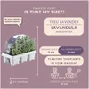 Planten van Frank | 72 Blauwe Geurlavendel planten | Productafbeelding-voorbeeld 4