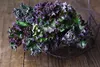 SAFLAX - Bio - Kale - Red Krauser - 50 Nasiona - Brassica Podgląd zdjęcia produktu 9