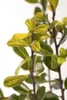 Ilex crenata 'Golden Gem', Japanische Stechpalme, goldgelb, Produktbild-Vorschau 1