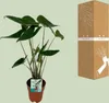 Meergroothandel Alocasia Zebrina (Elefantenohr) - 75 cm, Produktbild-Vorschau 4