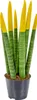 Bloomique - Sansevieria Velvet Touch - Langue de belle-mère Voir les images du produit 3