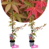 Set van 2 Japanse esdoorn 'Deshojo' – Acer palmatum, Productafbeelding-voorbeeld 1