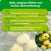Purgrün -Quittenbaum-Dünger 1 kg, Produktbild-Vorschau 3