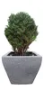 A potted plant with green foliage in a square, textured gray planter. Produktbild-Vorschau