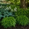 Stauden Gänge 5 x Hakonechloa macra im 1 Liter Topf - Produktbild-Vorschau 7