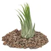 Tillandsia scarposa – voľne predávaná rastlina Náhľad obrázku produktu 2
