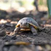 Aventerra Sweden TESTUDO Baby 4l - substrato per giovani Anteprima dell’immagine prodotto 4