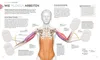 Krafttraining - Die Anatomie verstehen Produktbild-Vorschau 4