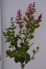 Syringa meyeri Palibin - Zwerg-Duftflieder Palibin - Produktbild-Vorschau 2