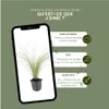 Plants by Frank | 60 Plantes d'herbe à plumes | Stipa Voir les images du produit 5