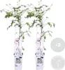 Bloomique - 2er-Set - Clematis Montana Tetrarose - Waldrebe Produktbild-Vorschau 2