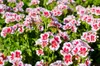 Hnojivo pro pelargonie Tekuté hnojivo pro pelargonie Náhled obrázku produktu 5