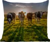 MuchoWow® Outdoor Kissen - Kühe - Sonne - Gras - Tiere - Produktbild-Vorschau 1