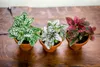 Gardners Hypoestes mix, průměr 8,5 cm Náhled obrázku produktu 3
