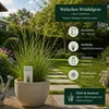 Welsches Weidelgras lolium multiflorum | 1kg für 250 m² | Produktbild-Vorschau 4