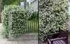 Jaśmin gwiaździsty ok. 120 cm - zimozielony, pachnący i Podgląd zdjęcia produktu 1