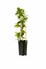 Hviezdicový jazmín Trachelospermum jasminoides 50-70 cm - Náhľad obrázku produktu 1