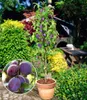 A plum tree with ripe purple plums in a garden setting, with a close-up inset of the plums. Produktbild-Vorschau