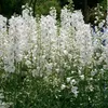 6 x Delphinium  - Delphinium « Casablanca »  | Pot 9 cm x 9 Voir les images du produit 2