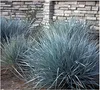 Stauden Gänge 3 x Leymus arenarius ‚Blue Dune‘ im 1 Liter Produktbild-Vorschau 1