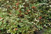 Cotoneaster franchetii - Fruchtmispel 40- 60 cm Container Produktbild-Vorschau 2