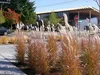 Stauden Gänge 1 x Miscanthus sinensis 'Purpurascens' im XXL Produktbild-Vorschau 7
