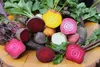 SAFLAX Kultivačný set - BIO - Cvikla - Chioggia - Beta Náhľad obrázku produktu 6