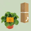 Peperomia Rana Verde - roslina doniczkowa, srednica 11cm, Podgląd zdjęcia produktu 3