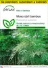 SAFLAX Kultivační sada - Moso obří bambus - Phyllostachys Náhled obrázku produktu 1
