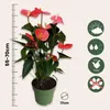 Langue de feu - Anthurium 'Maine Pink' - Hauteur 55-70cm - Voir les images du produit 2