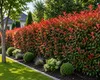 Rote Glanzmispel Red Robin 40–60 cm | Photinia fraseri | Produktbild-Vorschau 1