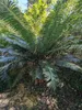 Palmfarn (Cycas glauca) - 1 zaadje, al ontkiemd Productafbeelding-voorbeeld 2