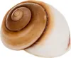 Lamarkiana Schneckenhaus Ryssota otaheitana 7,5 cm Produktbild-Vorschau 1