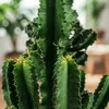 Green boutiQ - Zimmerpflanze - Euphorbia eritrea - Produktbild-Vorschau 4