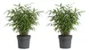 Bloomique - Lot de 2 - Fargesia Asian Wonder - Plante Voir les images du produit 1