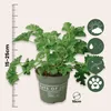 Anti-Moskito-Pflanze - 3 Stk - Pelargonium Pink Capitatum - Produktbild-Vorschau 2