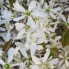 A close-up view of white flowers with green centers and some brown leaves. Produktbild-Vorschau