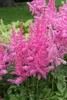 Stauden Gänge 1 x Astilbe arendsii 'Astary Rose' - Produktbild-Vorschau 6