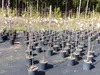 Kakibaum 150 - 180 cm Kakipflaume Pflanze Produktbild-Vorschau 2