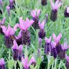 Bloomique - Lavandula Stoechas Anouk - Lavande Papillon - Voir les images du produit 5