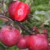 Malus domestica 'Baya Marisa'® červené jablko s červenou Náhľad obrázku produktu 5