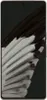 A close-up of a smartphone screen displaying a feather pattern. Voir les images du produit