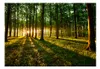 Basera Selbstklebende Fototapete Waldmotiv c-B-0027-a-b, Produktbild-Vorschau 2